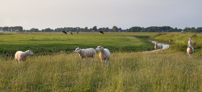 Duurzaamheidskeurmerken en richtlijnen